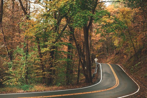 Free Gray Concrete Roadway Beside Green and Brown Leafed Trees Stock Photo