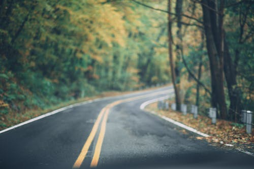 Asphalt Road Between Trees