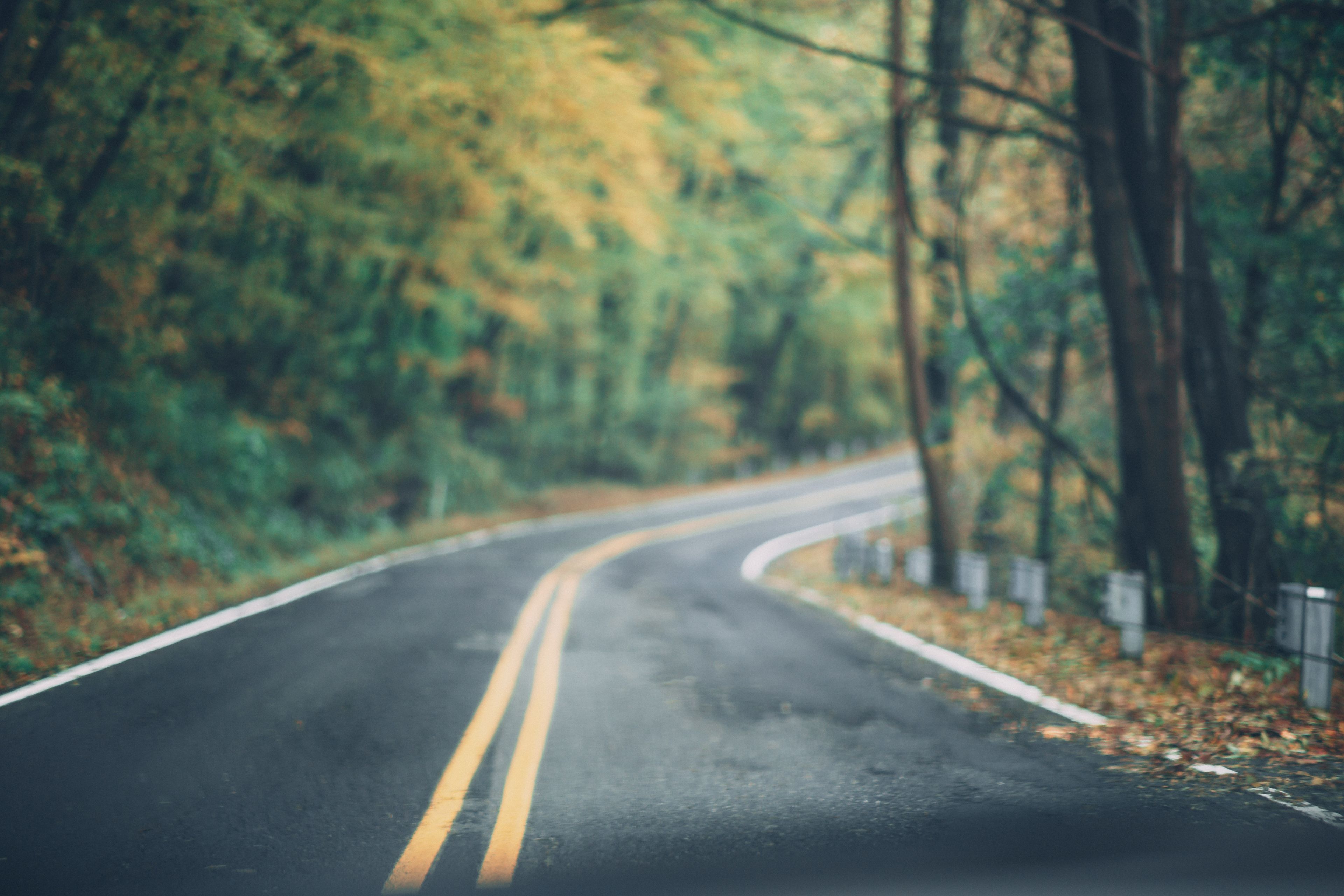 An empty road running into the pines
