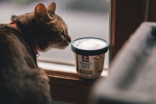 Why Pets Eat Less During Monsoon and What You Can Do to Help