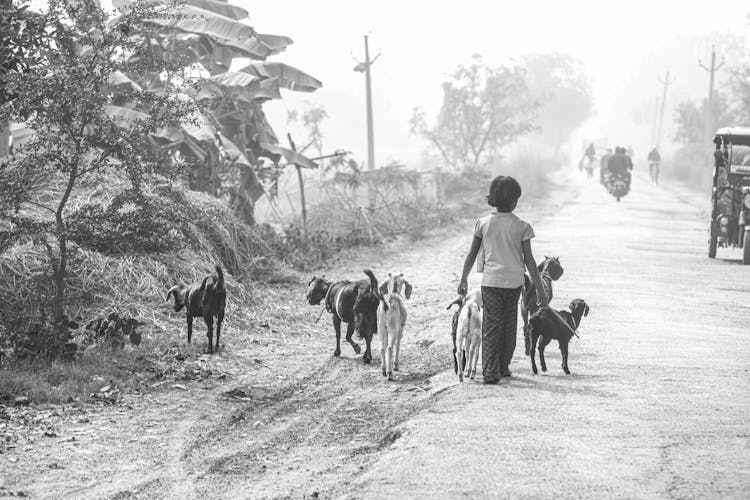 Back View Of A Child Walking On A Road In A Village With Goats 