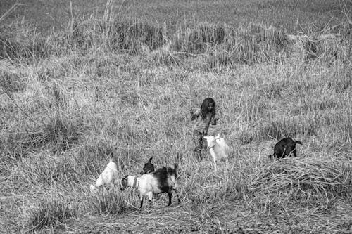 Little Girl Running on a Grass Field with Goats 
