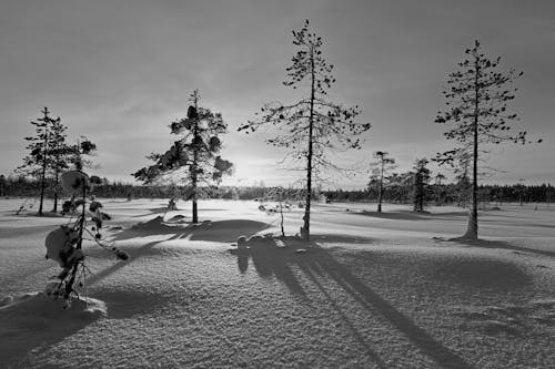 Black and White Photo of a Field and Trees Covered in Snow 