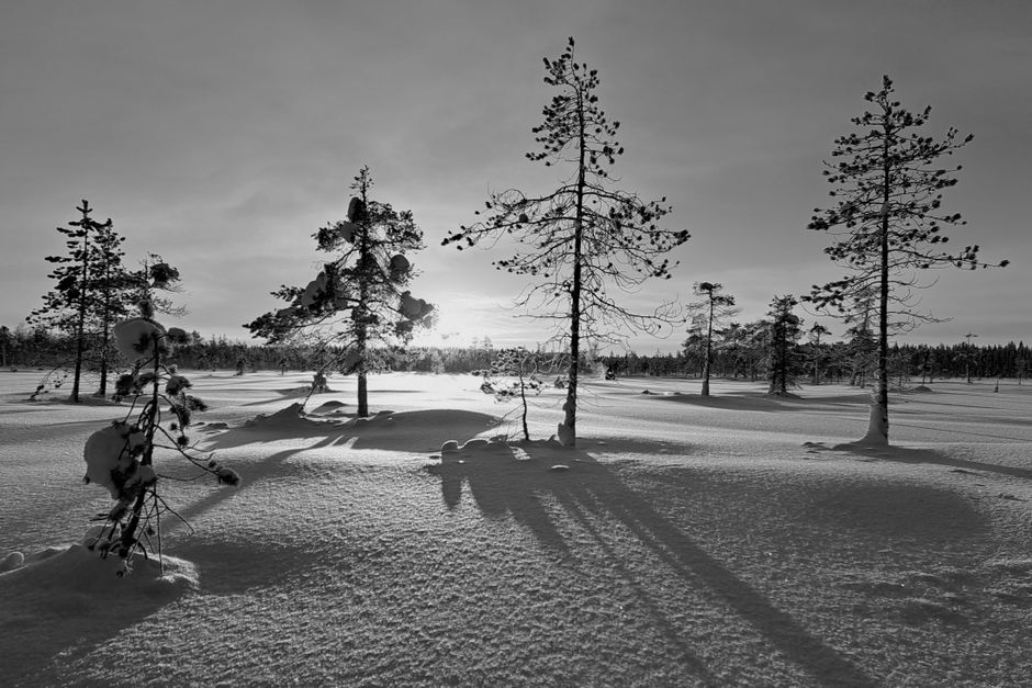 A tranquil snowy landscape with coniferous trees casting long shadows in winter.