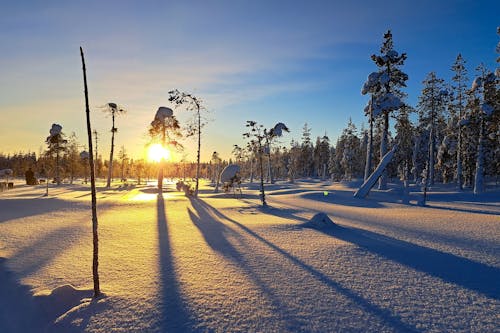 Kostnadsfri bild av frostiga träd, fryst, klar himmel