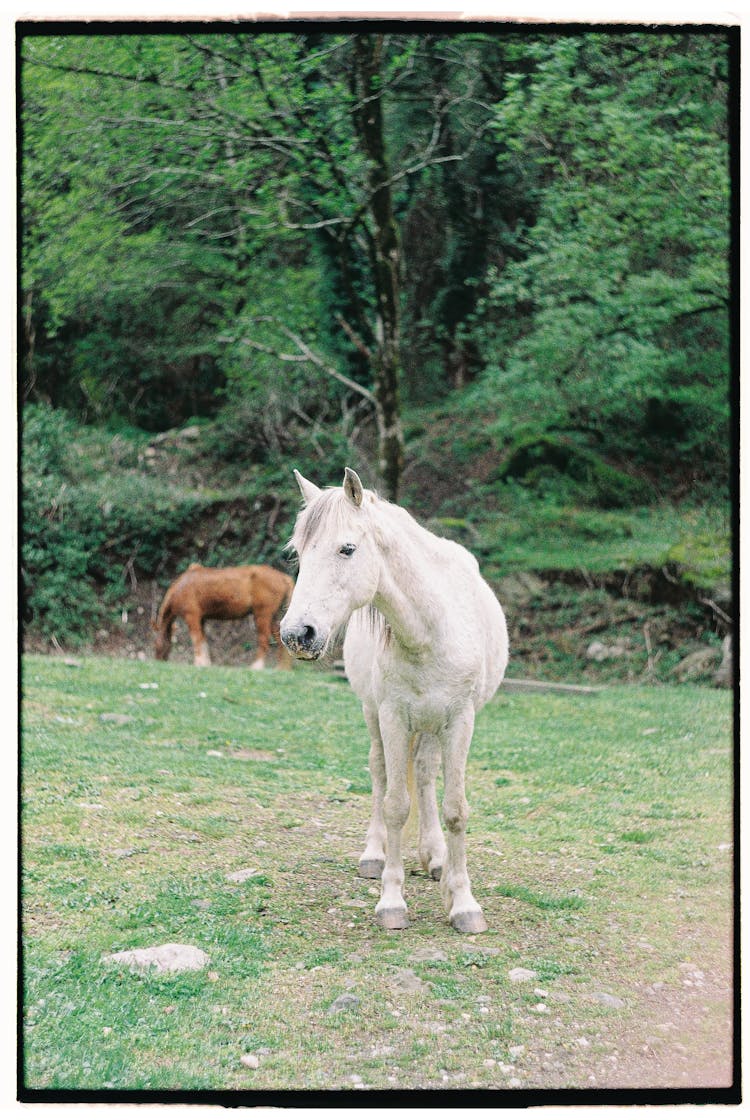 White Horse Near Green Forest