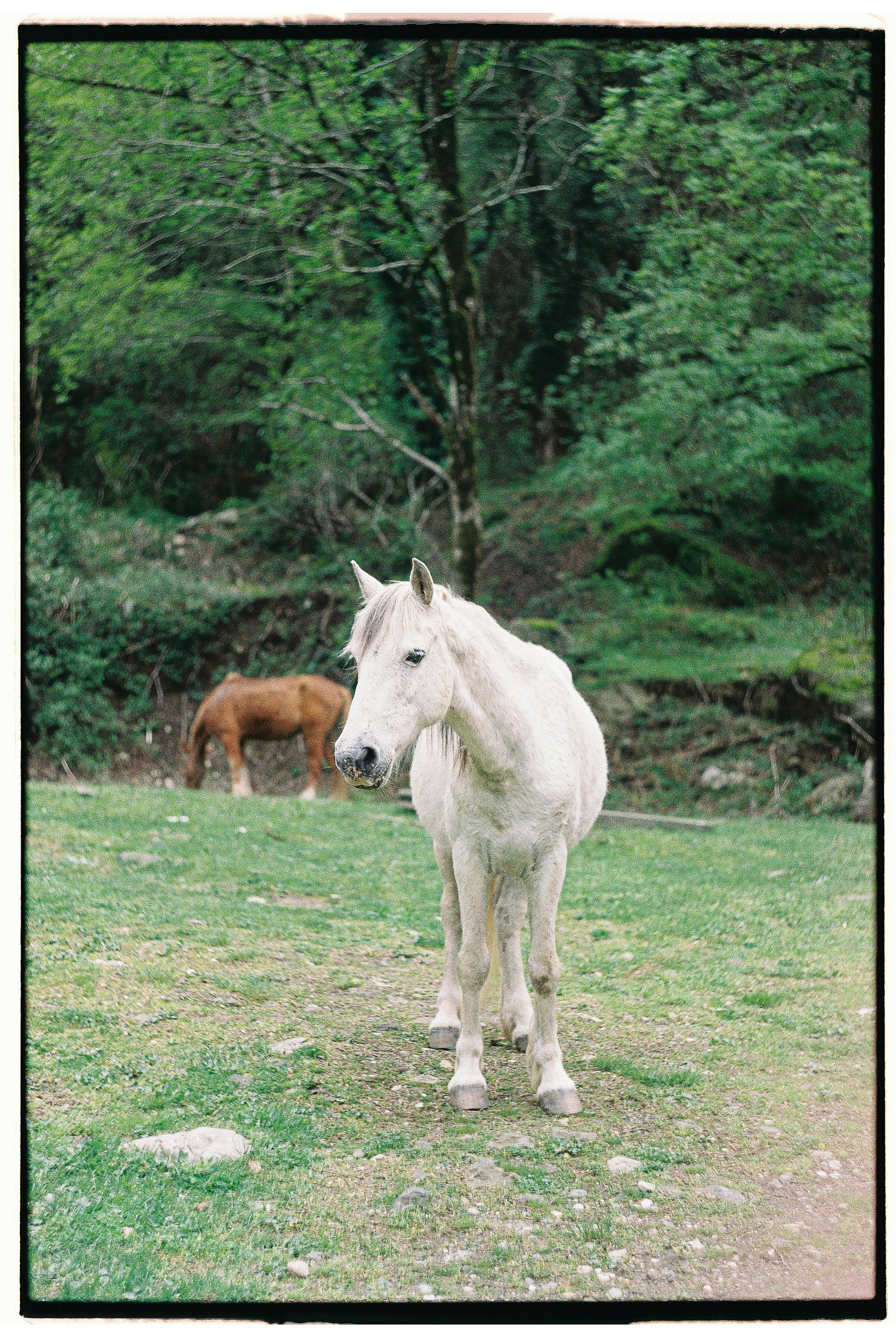 White Horse near Green Forest · Free Stock Photo