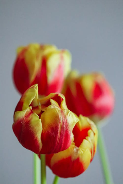 Close-up of Red and Yellow Tulips 