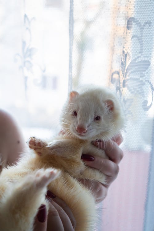 cute albino ferret