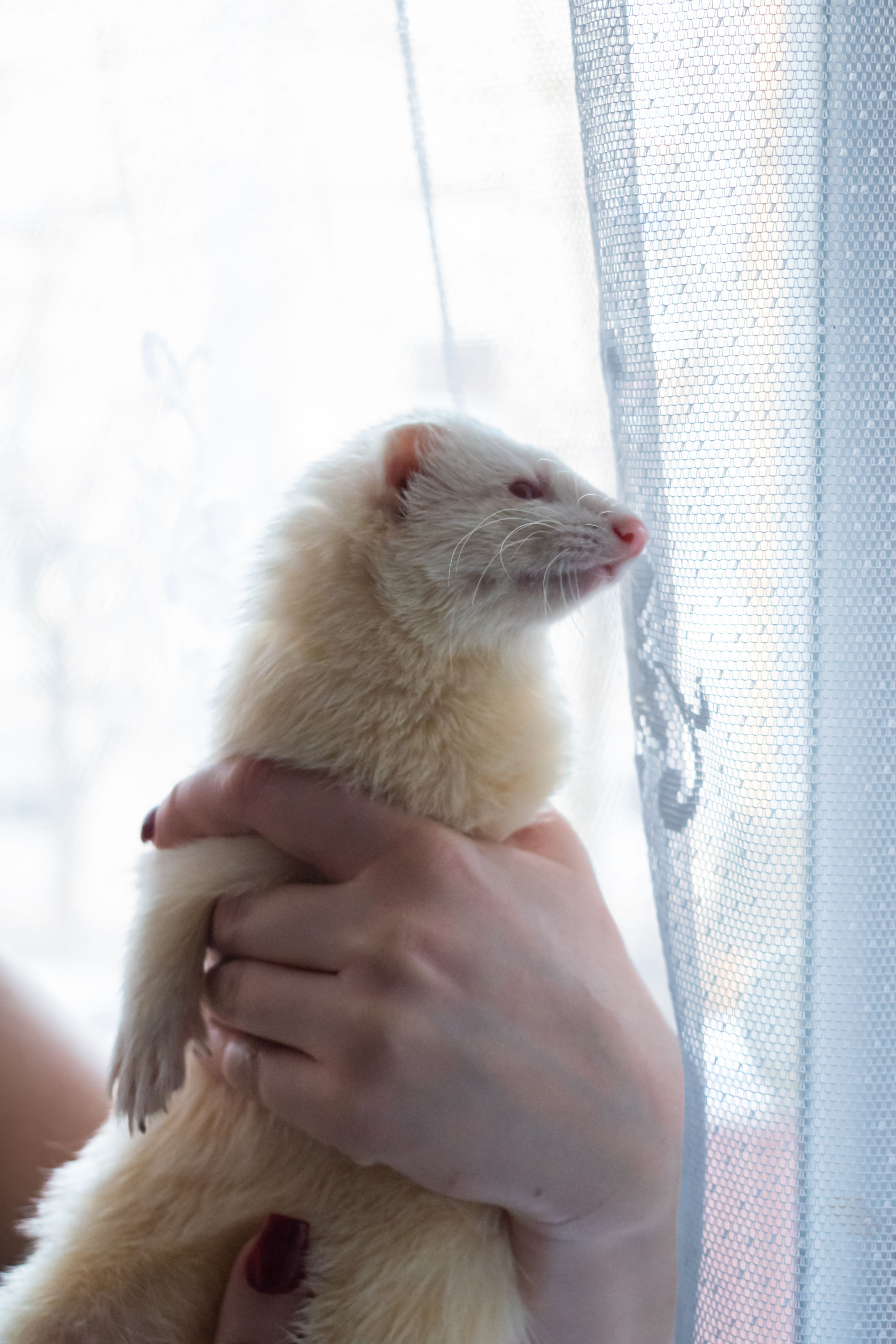 A pet ferret being gently held by hands near a sunlit window with a curtain.