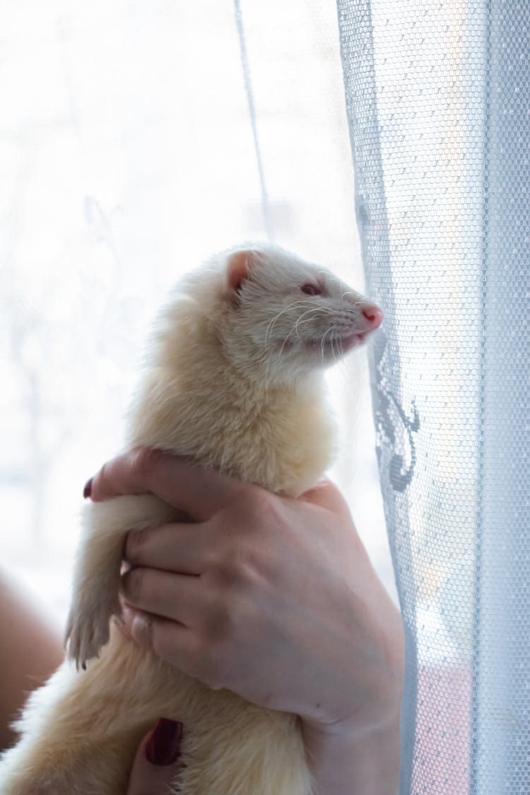 White Ferret In Hands