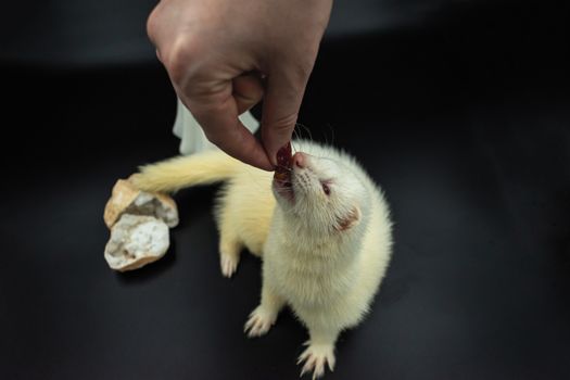 Free stock photo of albino, curiosity, cute