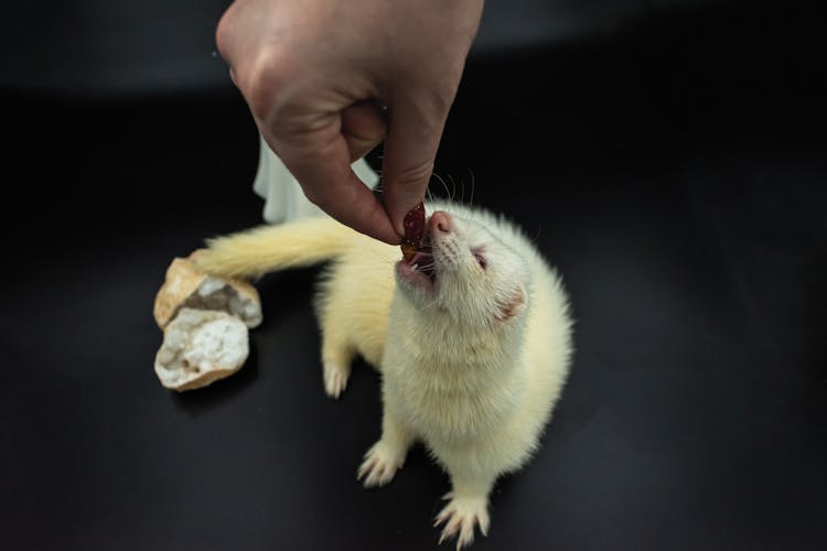 Woman Feeding Mouse