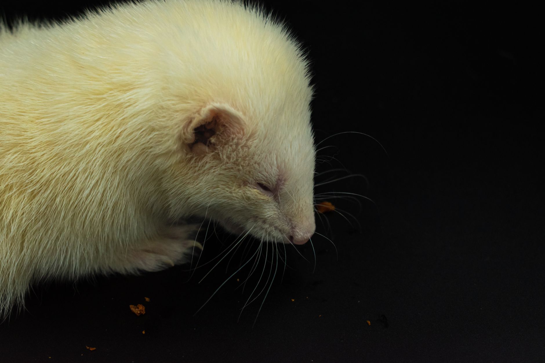 Veterinarian examining a ferret during a checkup