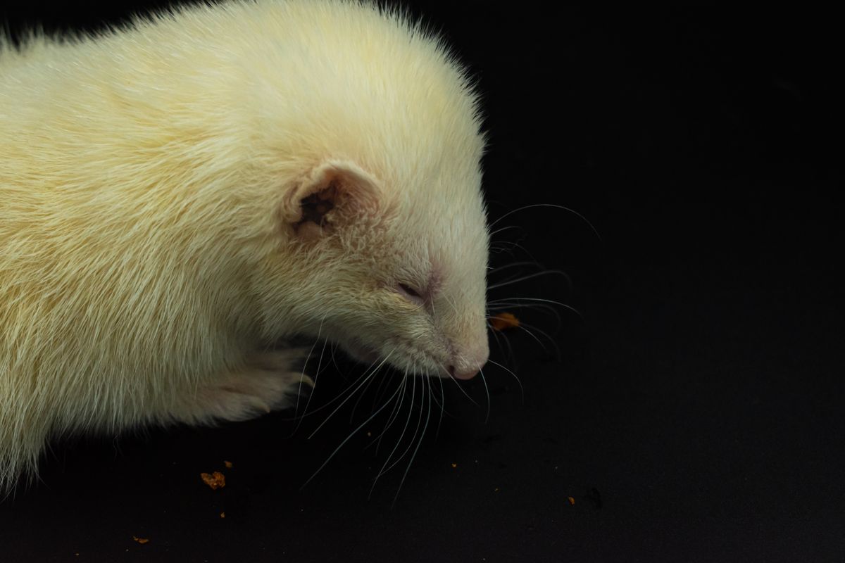 Hamac pour furet : utile ou non ? - Comment bien choisir le hamac de son furet ?
