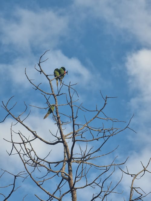 Birds Sitting on Top on a Leafless Tree against Blue Sky 