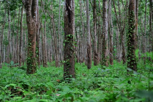 Free Lush green forest with tall trees and vibrant foliage, showcasing natural beauty. Stock Photo