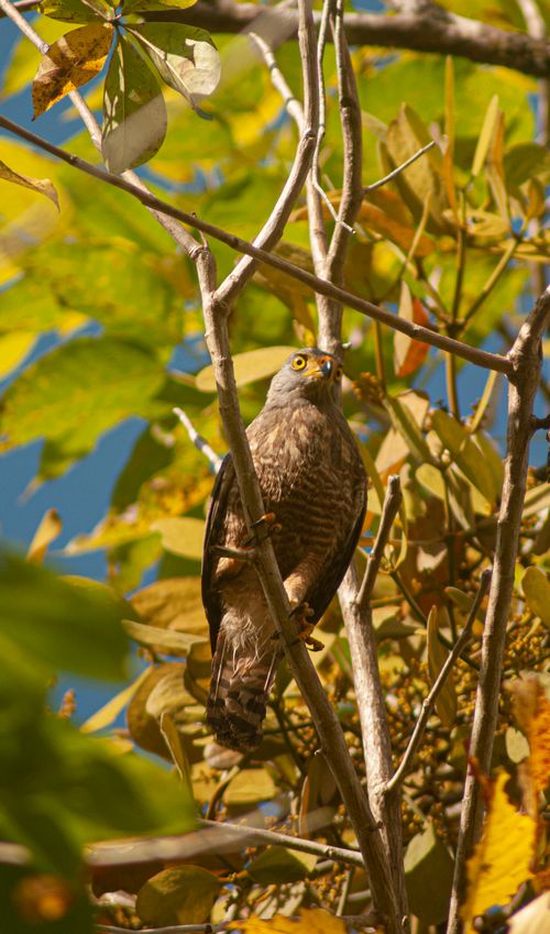Free A hawk perched on a branch amidst autumn leaves, showcasing nature's predator. Stock Photo