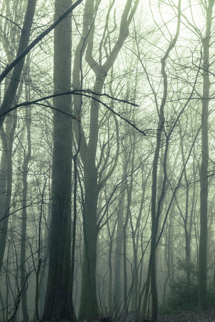 A serene misty forest with bare trees — a still and contemplative space