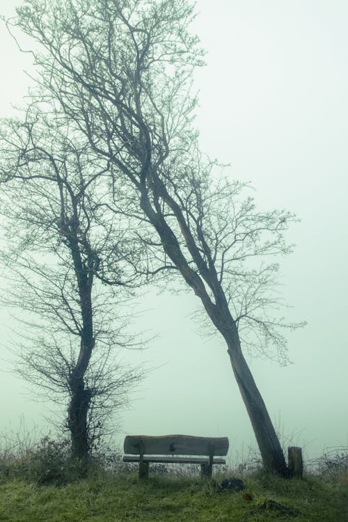 Kostnadsfri bild av bänk, bladlösa, dimmig