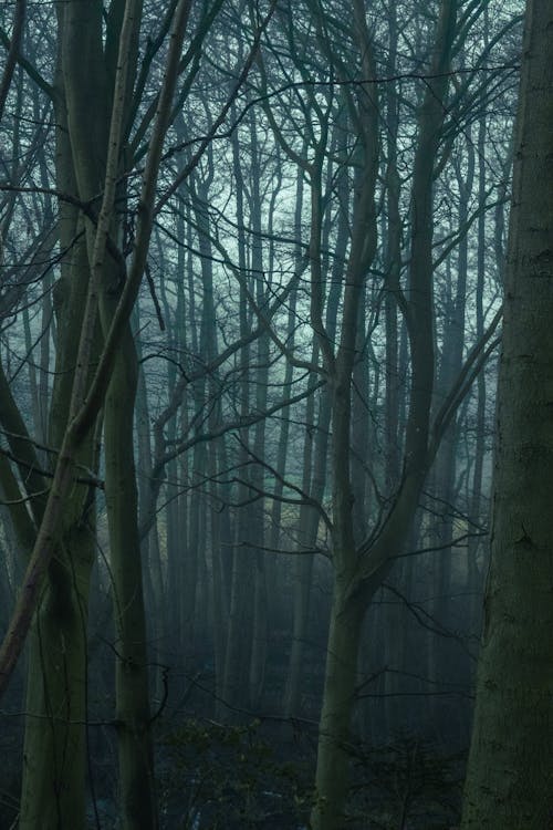 Fotobanka s bezplatnými fotkami na tému bezlistý, holé vetvy, kmene