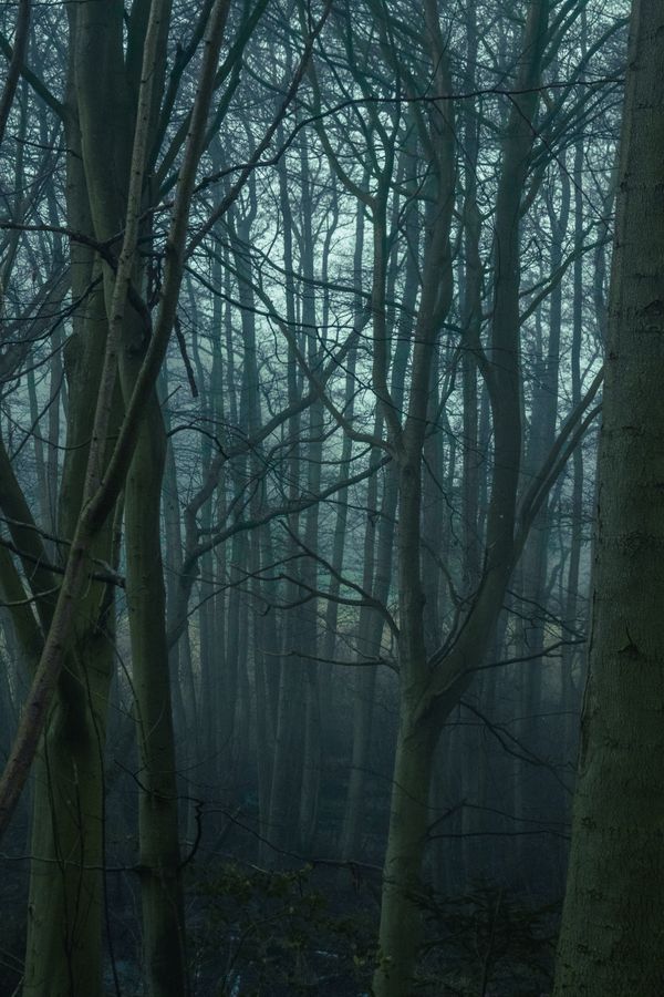 A mysterious winter forest filled with mist and bare trees, creating an eerie and calm atmosphere.
