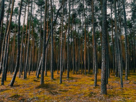 Dense pine forest with mossy ground, creating a serene natural landscape.