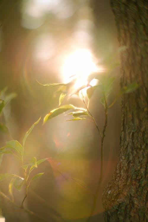 Fotobanka s bezplatnými fotkami na tému lens flare, listy, príroda