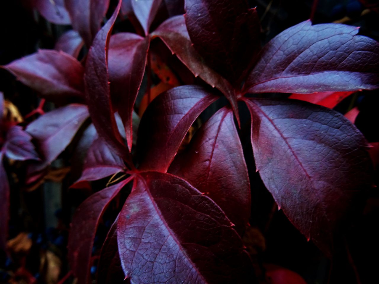 a close up view of vibrant red leaves showcasing rich textures set in