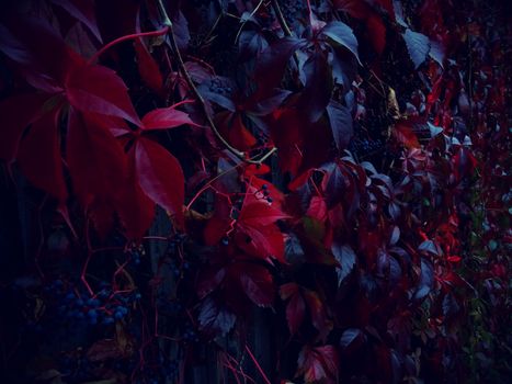 Vibrant red leaves with berries on a dark background, showcasing autumn beauty.