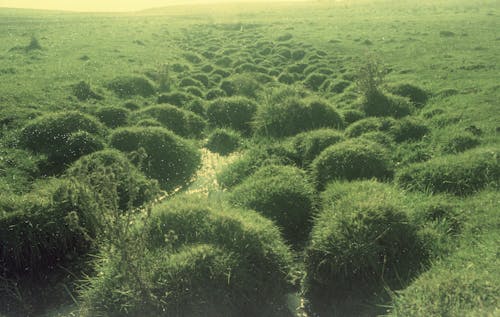 Foto profissional grátis de campo, cênico, corrente