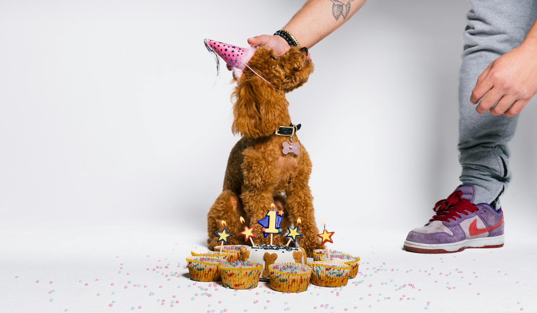 A dog is being fed cake and a birthday hat