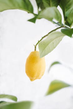 A single ripe lemon hanging from a green leafy branch against a blurred background.