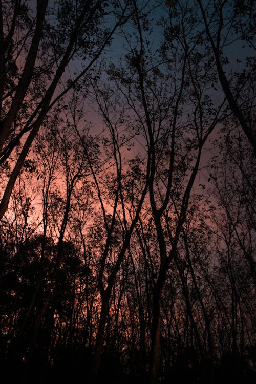 Free stock photo of branches, evening, evening sky