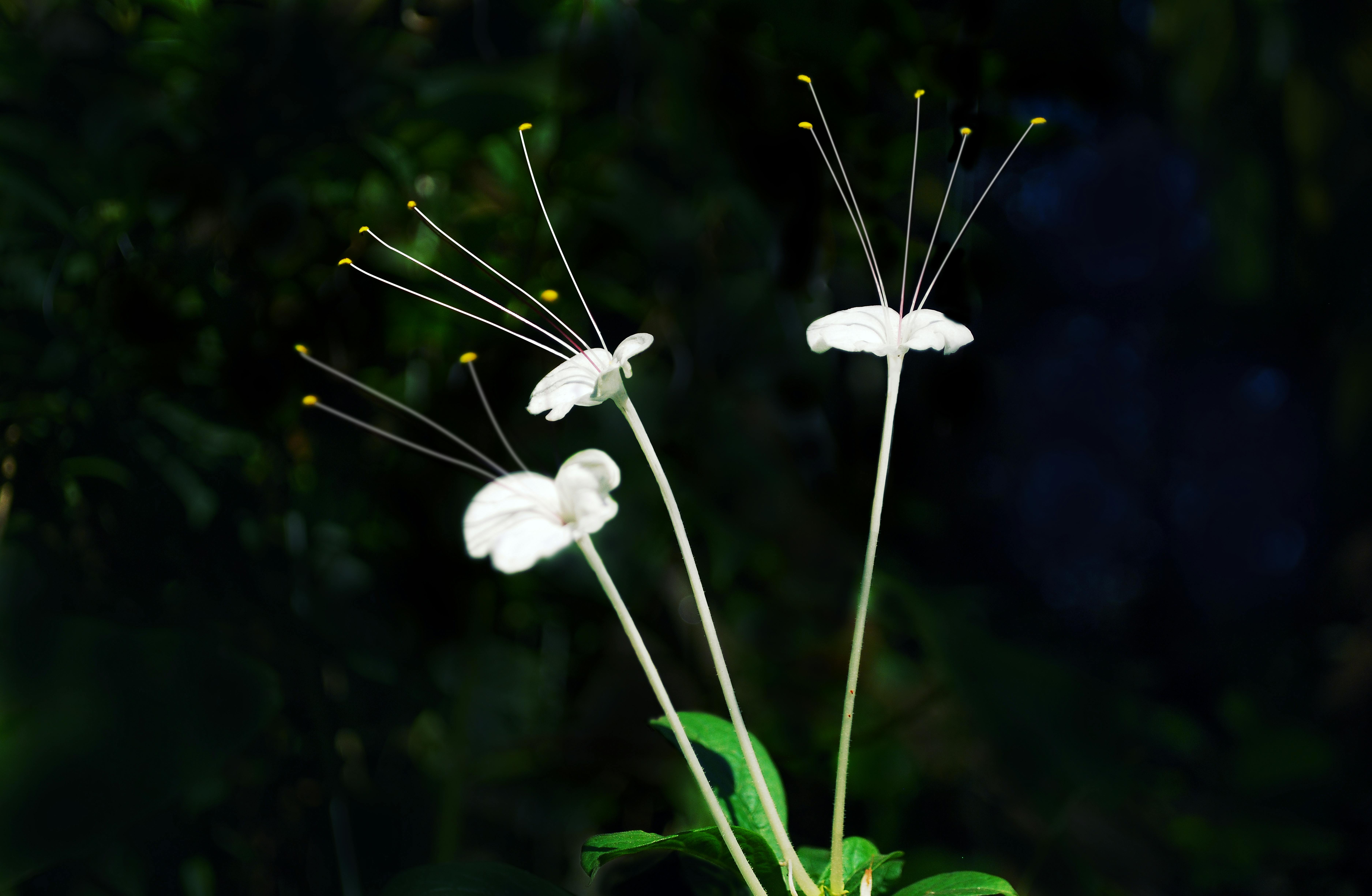 Foto Stok Gratis Tentang Background Hitam Bunga Putih