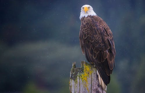 Fotos de stock gratuitas de águila, animal, de cerca