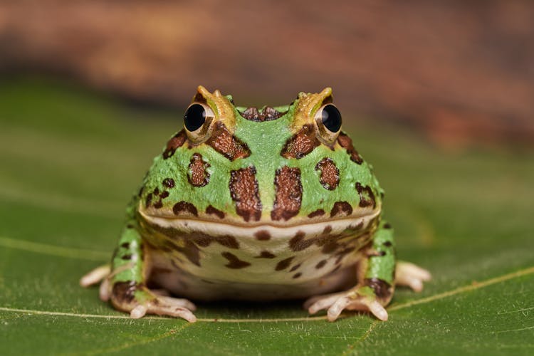 Close-up Of A Horned Frog On A Leaf 