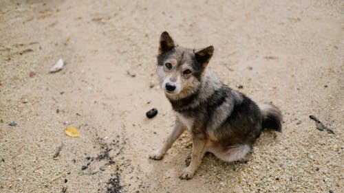 Imagine de stoc gratuită din adorabil, animal, animal de casă