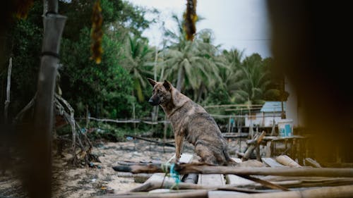 Immagine gratuita di animale, cane randagio, esterno