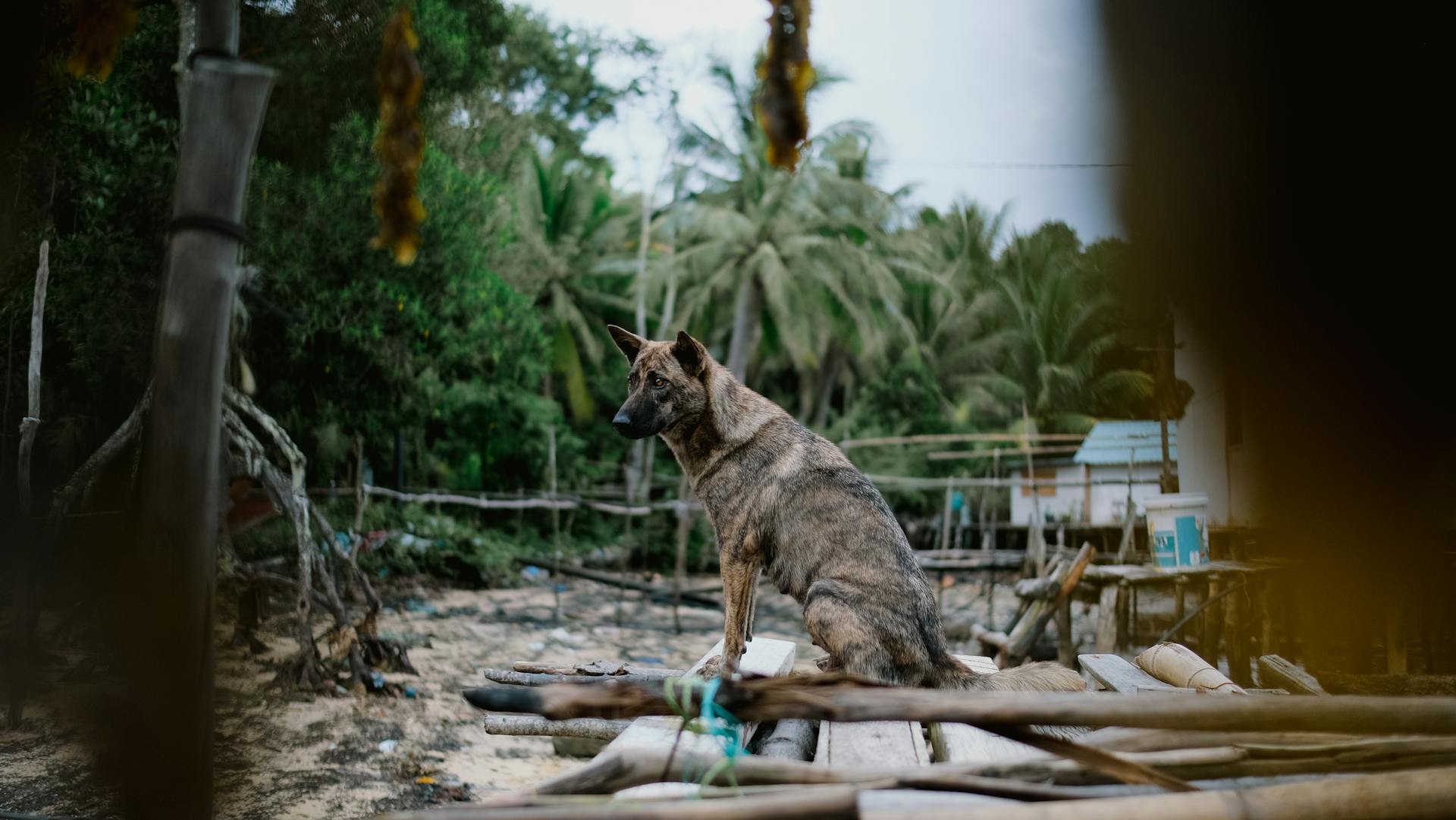 A Stray Dog on a Tropical Island