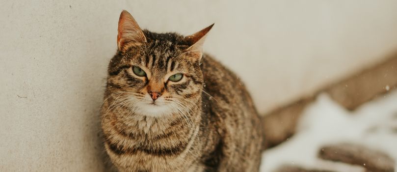 Free stock photo of animal, cat, curiosity