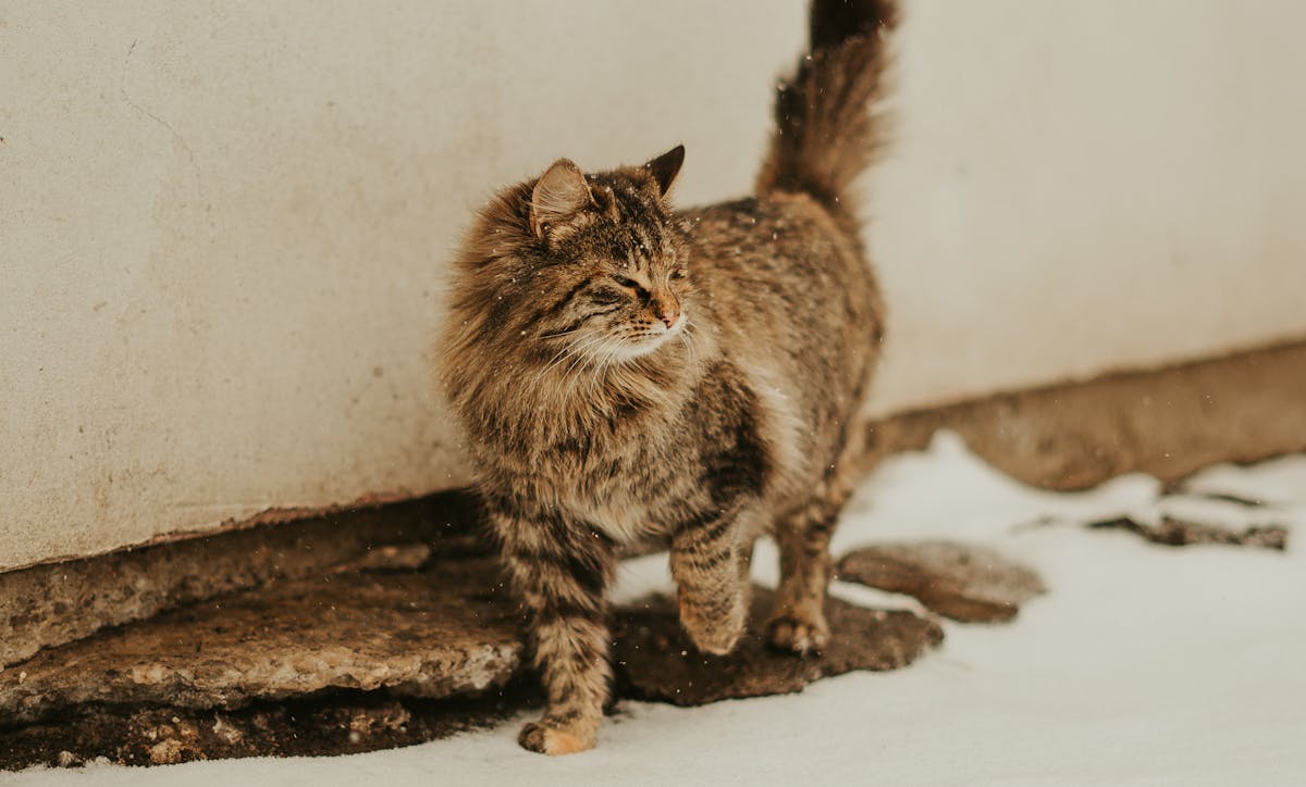 Why Is My Cat Walking Low To The Ground Photos, Download The BEST Free