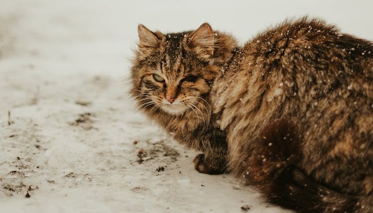 A Cat Sitting Outdoors In Snow 