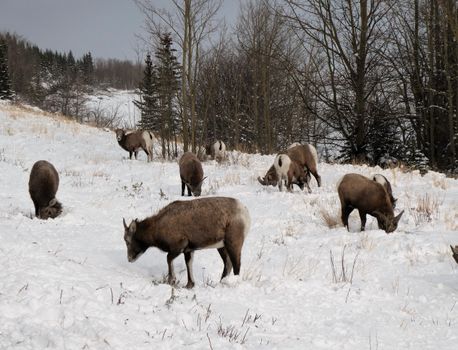 A herd of elk grazing amidst snow-covered trees in a serene winter scene.