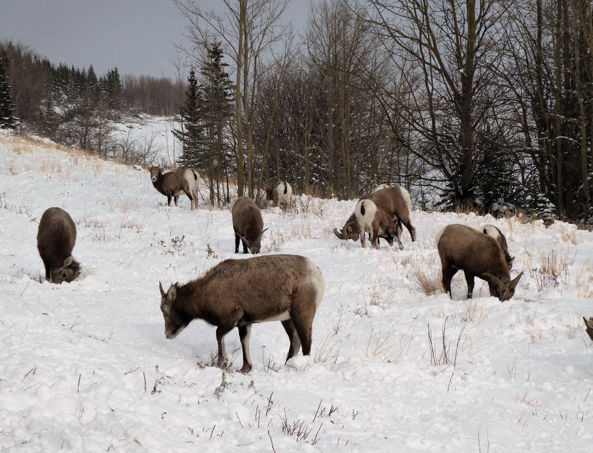 A herd of elk grazing amidst snow-covered trees in a serene winter scene.