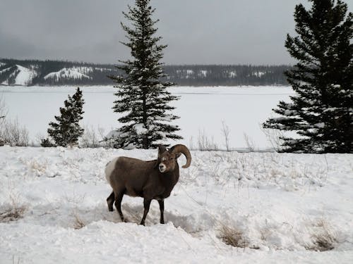 Bighorn Sheep in Winter Countryside