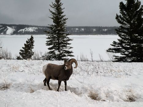 Bighorn sheep standing in a snowy landscape in Edmonton, Alberta, Canada.