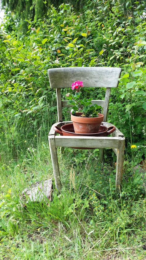 Free stock photo of chair, nature