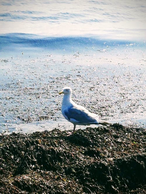 Free stock photo of baltic sea, man at the ocean, seagull