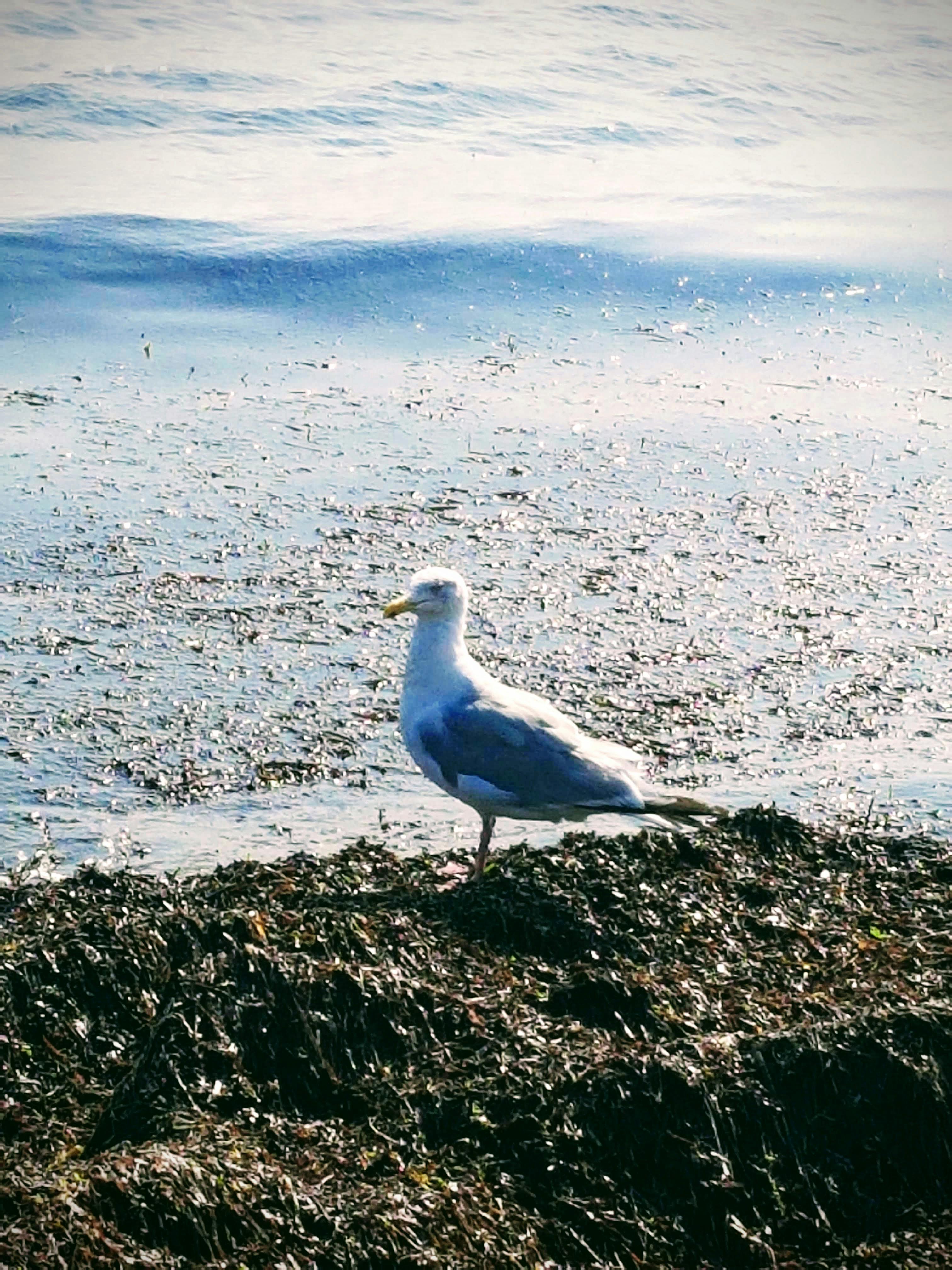 Free stock photo of Baltic Sea, man at the ocean, seagull